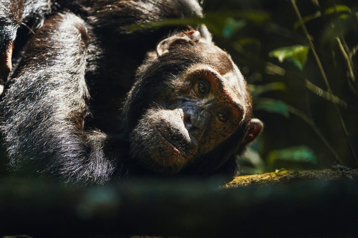 Primates in the Forest