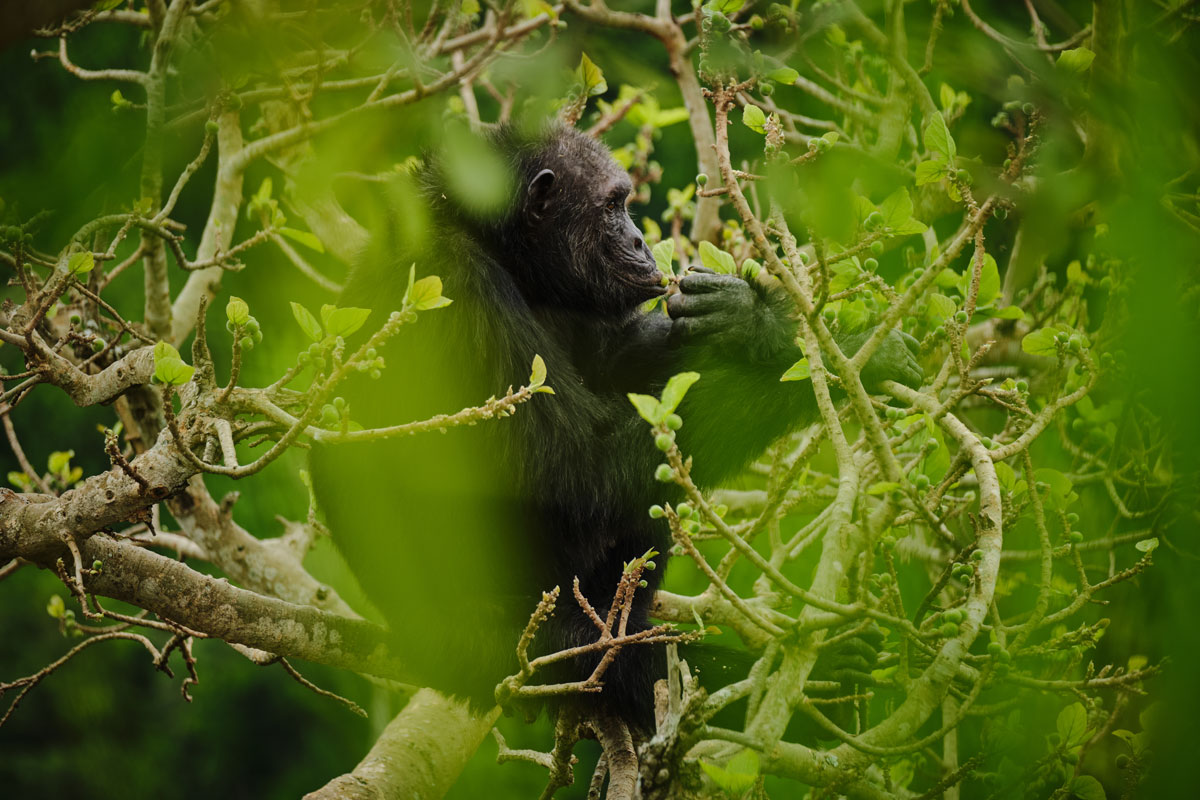 Chimpanzee Habituation